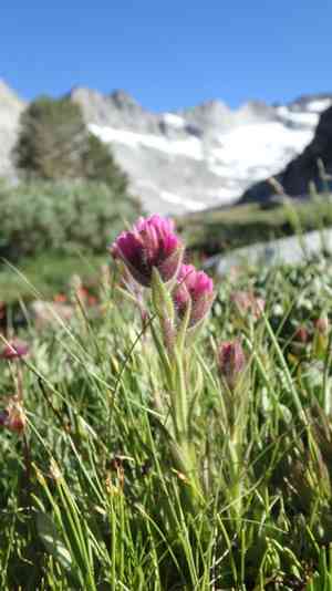 Lemmon's indian paintbrush(Castilleja lemmonii)