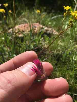 Lemmon's indian paintbrush(Castilleja lemmonii)