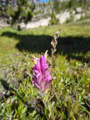 Lemmon's indian paintbrush(Castilleja lemmonii)