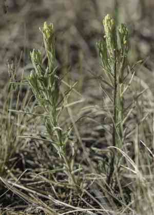Marshmeadow indian paintbrush(Castilleja lineata)