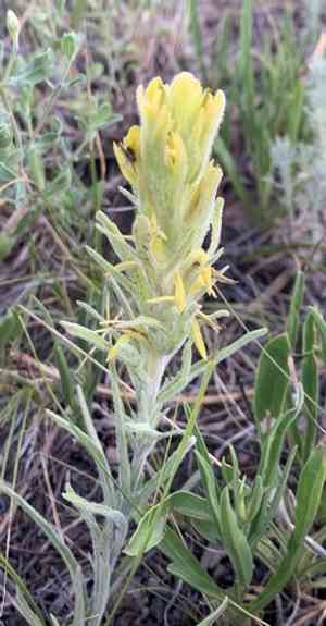 Marshmeadow indian paintbrush(Castilleja lineata)
