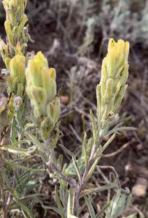 Marshmeadow indian paintbrush(Castilleja lineata)