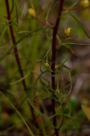 Stiff yellow indian paintbrush(Castilleja lutescens)