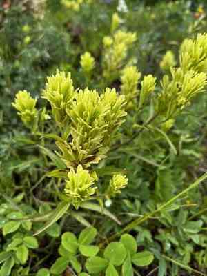 Stiff yellow indian paintbrush(Castilleja lutescens)