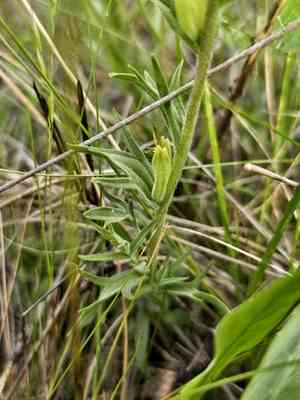 Stiff yellow indian paintbrush(Castilleja lutescens)
