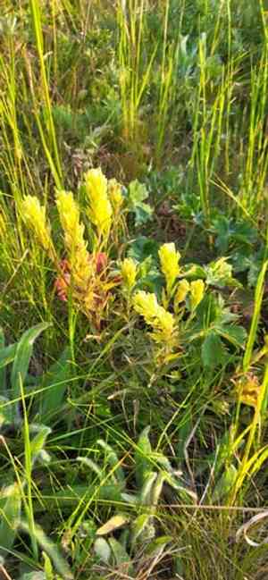 Stiff yellow indian paintbrush(Castilleja lutescens)