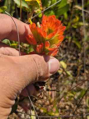 Mendocino coast indian paintbrush(Castilleja mendocinensis)