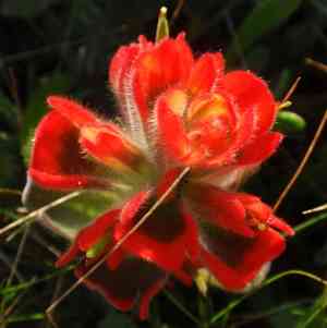 Mendocino coast indian paintbrush(Castilleja mendocinensis)
