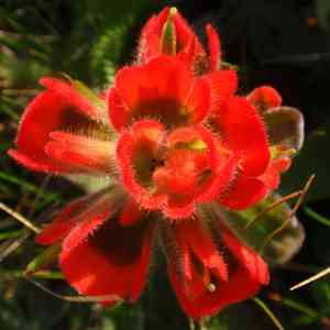 Mendocino coast indian paintbrush(Castilleja mendocinensis)