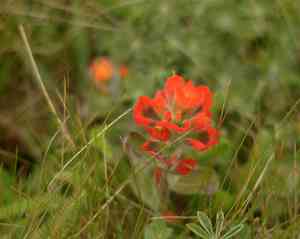 Mendocino coast indian paintbrush(Castilleja mendocinensis)
