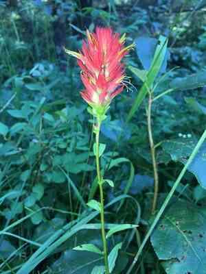 Giant red Indian paintbrush(Castilleja miniata)