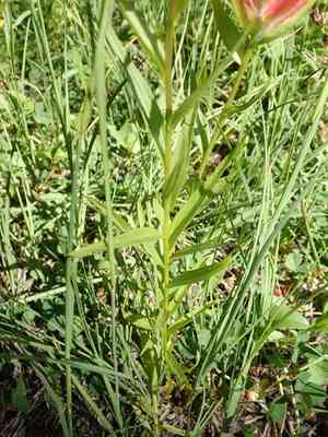 Giant red Indian paintbrush(Castilleja miniata)