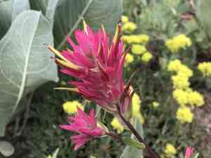 Giant red Indian paintbrush(Castilleja miniata)