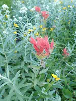 Giant red Indian paintbrush(Castilleja miniata)