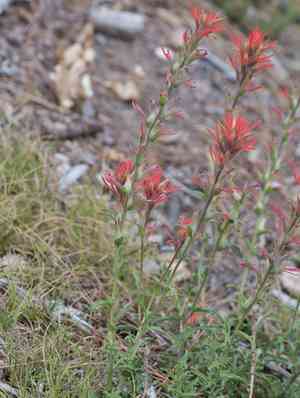 Heckard's indian paintbrush(Castilleja montigena)