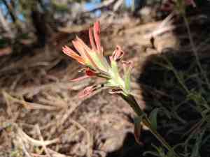 Heckard's indian paintbrush(Castilleja montigena)