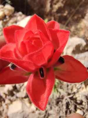 Trans-pecos indian paintbrush(Castilleja nervata)