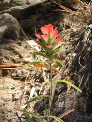 Trans-pecos indian paintbrush(Castilleja nervata)