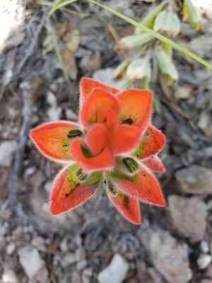 Trans-pecos indian paintbrush(Castilleja nervata)