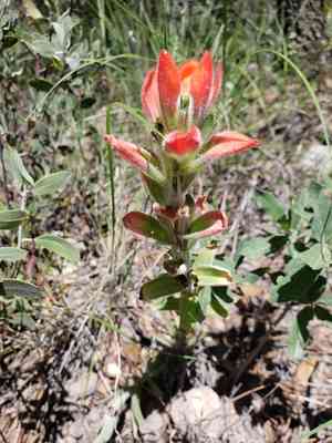 Trans-pecos indian paintbrush(Castilleja nervata)