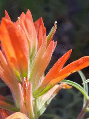 Organ mountain indian paintbrush(Castilleja organorum)