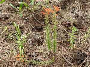 Huachuca mountain indian paintbrush(Castilleja patriotica)