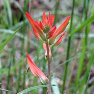 Huachuca mountain indian paintbrush(Castilleja patriotica)