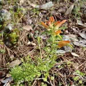 Huachuca mountain indian paintbrush(Castilleja patriotica)
