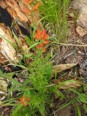 Huachuca mountain indian paintbrush(Castilleja patriotica)
