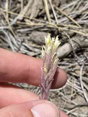 Steens indian paintbrush(Castilleja pilosa)