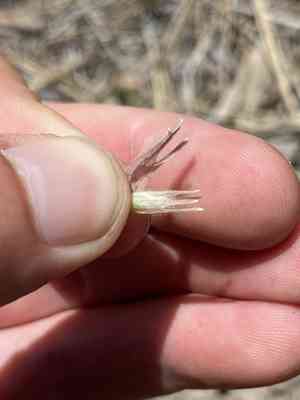 Steens indian paintbrush(Castilleja pilosa)