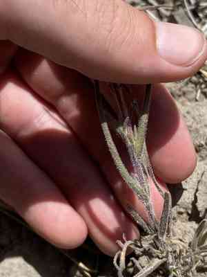 Steens indian paintbrush(Castilleja pilosa)
