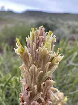 Steens indian paintbrush(Castilleja pilosa)
