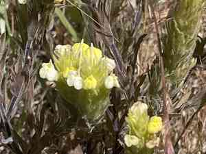 Cream sacs(Castilleja rubicundula)
