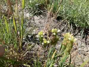Cream sacs(Castilleja rubicundula)