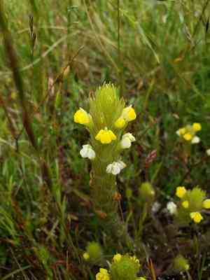 Cream sacs(Castilleja rubicundula)