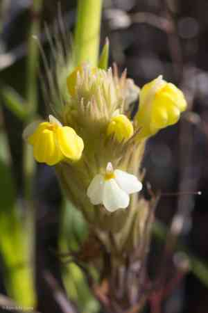 Cream sacs(Castilleja rubicundula)