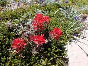 Cliff indian paintbrush(Castilleja rupicola)