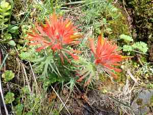 Cliff indian paintbrush(Castilleja rupicola)