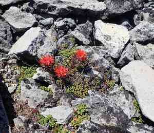 Cliff indian paintbrush(Castilleja rupicola)