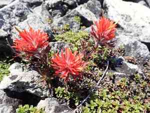 Cliff indian paintbrush(Castilleja rupicola)