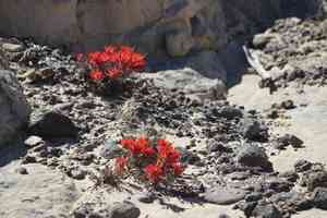 Rough indian paintbrush(Castilleja scabrida)
