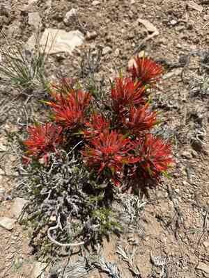 Rough indian paintbrush(Castilleja scabrida)