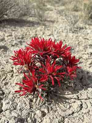 Rough indian paintbrush(Castilleja scabrida)