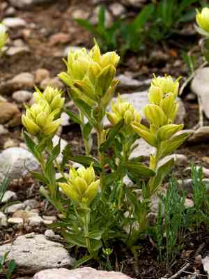 Sulphur indian paintbrush(Castilleja sulphurea)