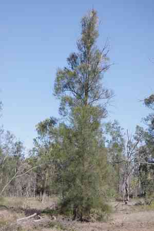 Belah(Casuarina cristata)