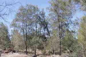 Belah(Casuarina cristata)