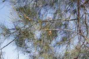 Belah(Casuarina cristata)