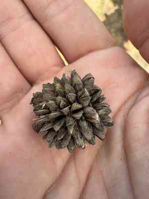 Belah(Casuarina cristata)