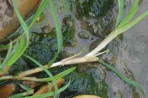 Water whorlgrass(Catabrosa aquatica)